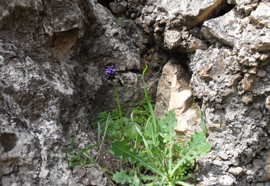 Le ultime arrivate tra le piante gi fiorite